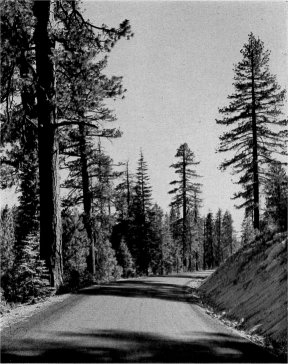 New Tioga Road