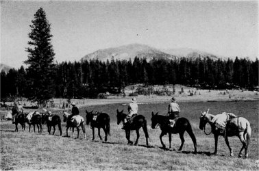 Saddle Trip on a High Sierra Trail. By Ansel Adams