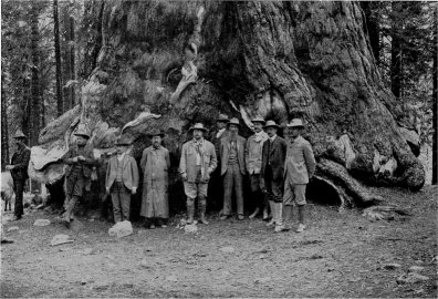 A Presidential Party at the Grizzly Giant: Pardee, Roosevelt, Muir, Wheeler. By J. N. LeConte