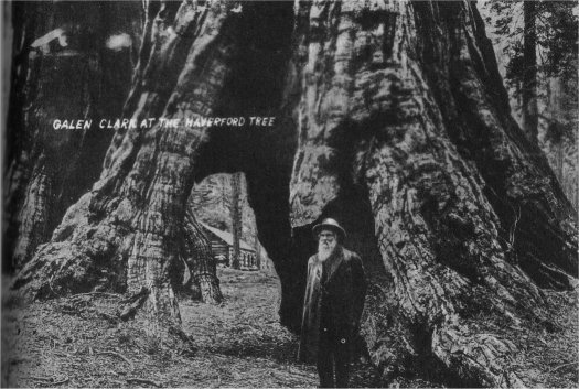 Galen Clark at the Haverford Tree