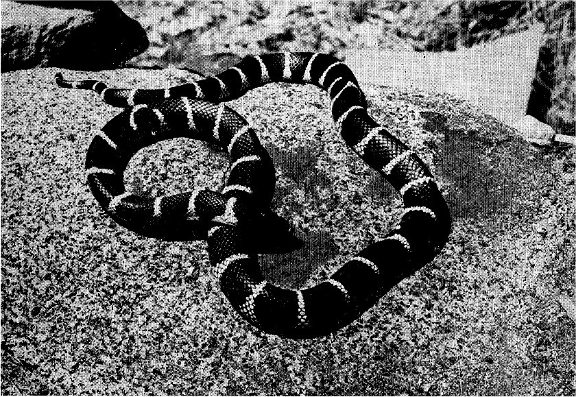 California Kingsnake, California Kingsnake