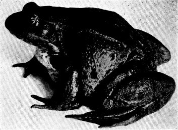 CALIFORNIA RED-LEGGED FROG