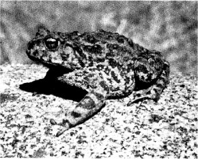 CALIFORNIA TOAD