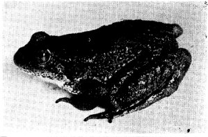 CALIFORNIA YELLOW-LEGGED FROG