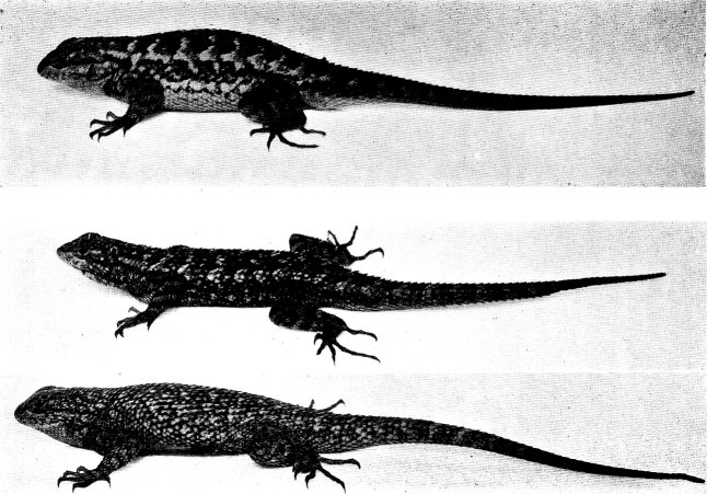 Upper: WESTERN FENCE LIZARD  Lower: PACIFIC BLUE-BELLIED LIZARD 