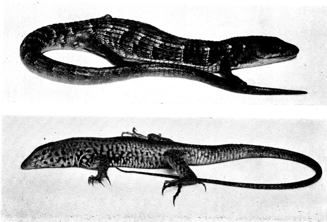 Upper: SAN DIEGO ALLIGATOR LIZARD WESTERN SAN DIEGO ALLIGATOR LIZARDSAN DIEGO ALLIGATOR LIZARD  Lower: CALIFORNIA WHIP-TAILED LIZARD 