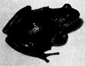 PACIFIC TREE TOAD