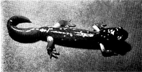 SIERRA NEVADA SALAMANDER