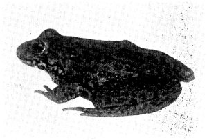 SIERRA NEVADA YELLOW-LEGGED FROG