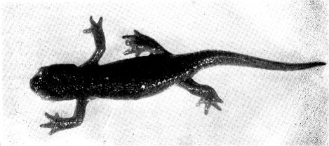 SIERRA NEWT