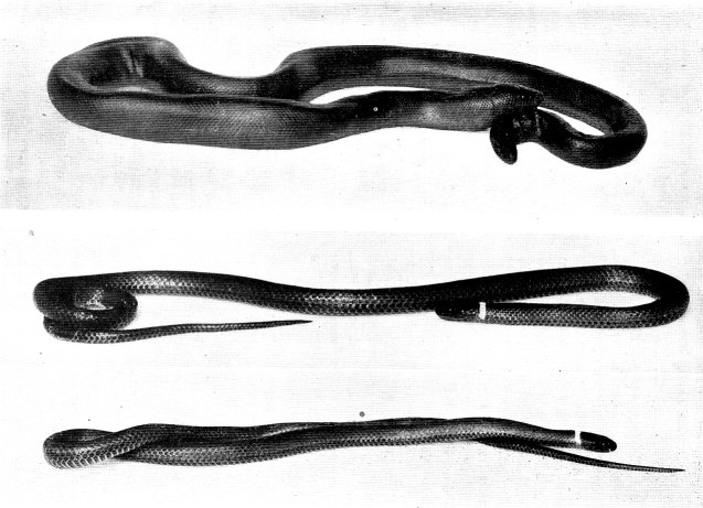 Upper: PACIFIC RUBBER SNAKE  Lower: CORAL-BELLIED RED-NECKED SNAKE 