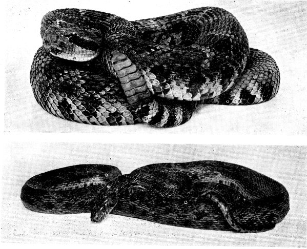 Upper: PACIFIC RATTLESNAKE  Lower: PACIFIC GOPHER SNAKE 