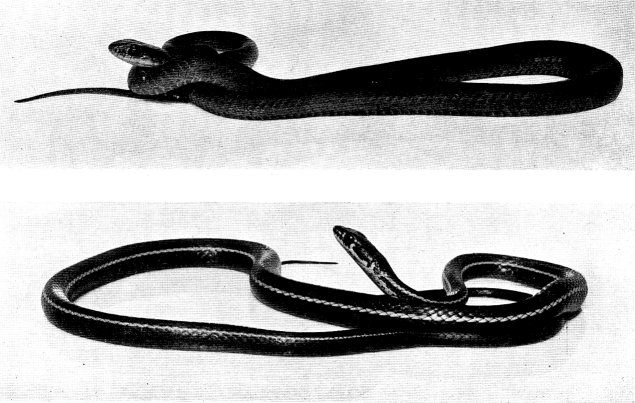 Upper: WESTERN BLUE RACER  Lower: CALIFORNIA STRIPED WHIPSNAKE 