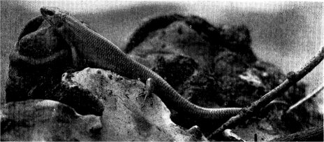 YOSEMITE SKINK
