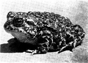 YOSEMITE TOAD