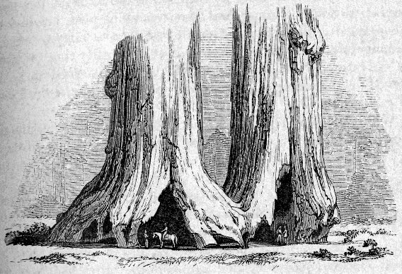 THE “TWINS,” IN THE MARIPOSA GROVE. Sketch from nature, by G. Tirrel.