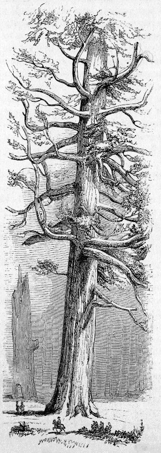 THE GRIZZLED GIANT. From Nature, by G. Tirrel.