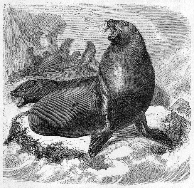 SEA LIONS AND THEIR YOUNG.