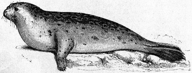 THE HAIR SEAL OF THE PACIFIC.
