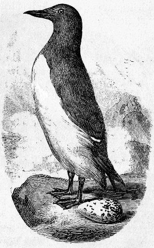 THE MURRE, OR FOOLISH GUILLEMOT.