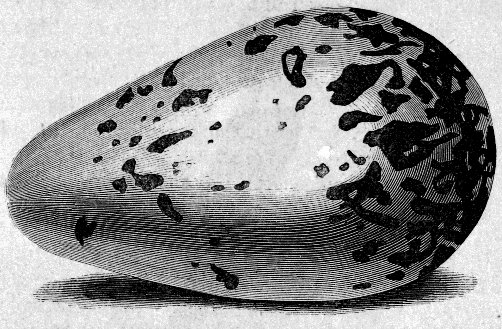 THE MURRE’S EGG—FULL SIZE.