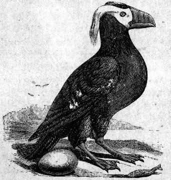 THE TUFTED PUFFIN.