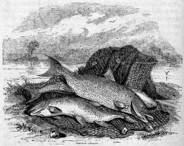 GROUP OF SALMON ON THE BANKS OF THE SACRAMENTO RIVER.
