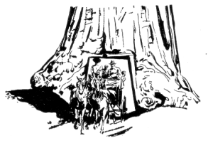 Drawing of stagecoach heading through the Wawona Tunnel Tree