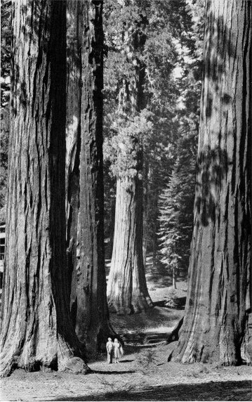 The Governor's Group, Mariposa Grove