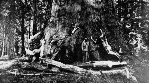 The Grizzly Giant and the discover of Mariposa Grove, Galen Clark. (Probably the first photo of a giant sequoia, taken by C. E. Watkins in 1858 or 1859.)