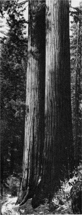The Twins: Two symmetrical trees about 250-280 feet high in the Tuolumne Grove.