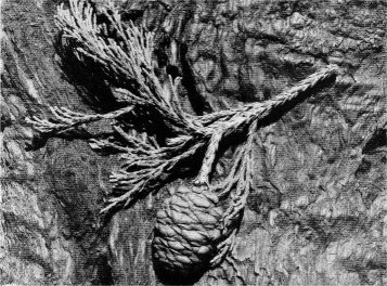 Twig of giant sequoia. Note scale-like leaves and larger cones. 