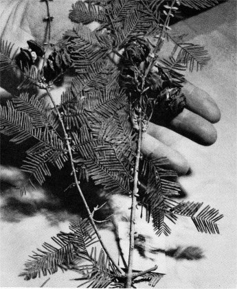 A twig of the dawn redwood, a living fossil recently discovered in China.

