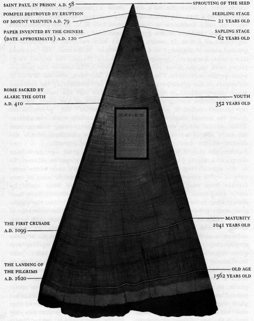 Cross-section of a Giant Sequoia showing growth rings back to A.D. 58.