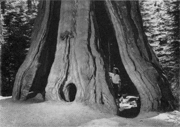 The Corridor Tree
