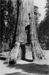 The California Tree