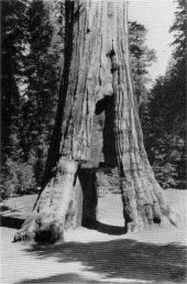 The California Tree