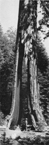 The Clothespin Tree