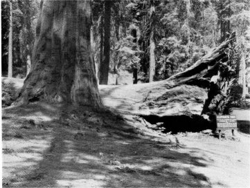 The Elephant's Foot