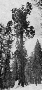 The American Legion Tree