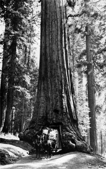The Wawona Tree has been famous since stagecoach days. From an old glassplate negative, probably by Boysen.