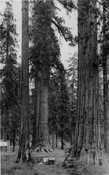 Picnicking in the Mariposa Grove.