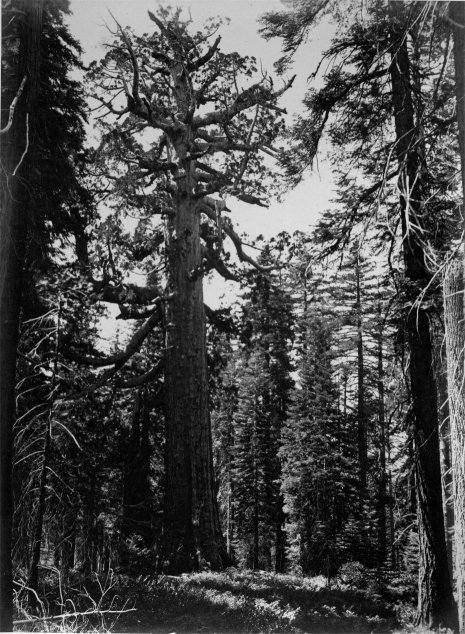 THE GRIZZLY GIANT, Mariposa Grove.
