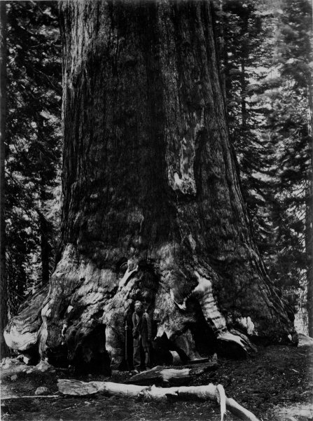 BASE OF THE GRIZZLY GIANT.