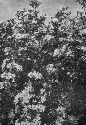 Wild Azaleas, by George Fiske