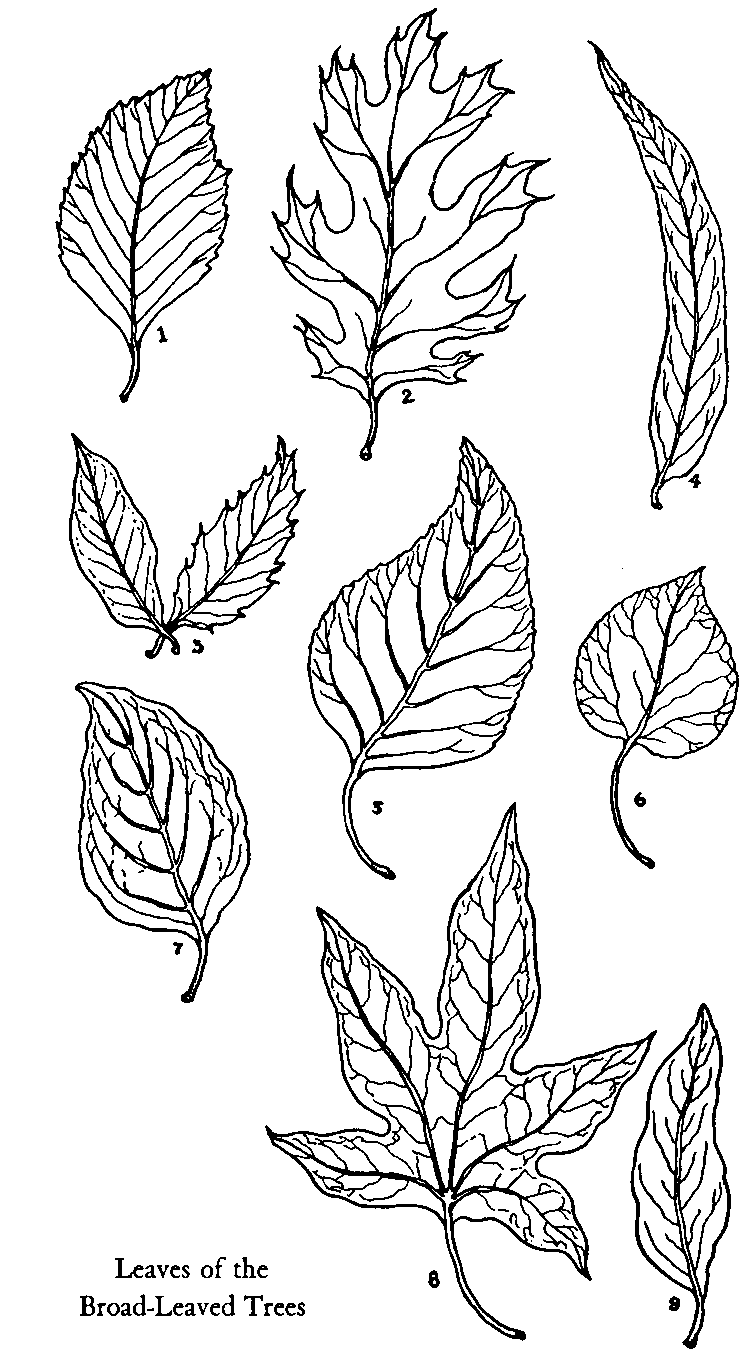 leaved