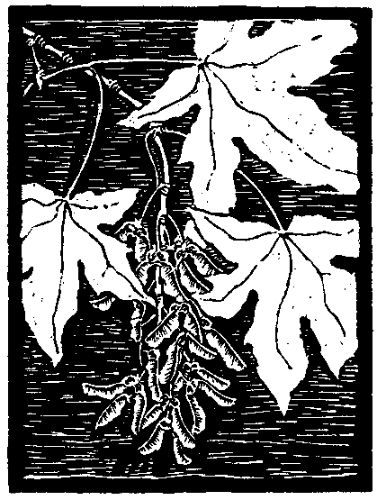 Big-Leaf Maple Branch. About 1/2 Natural Size
