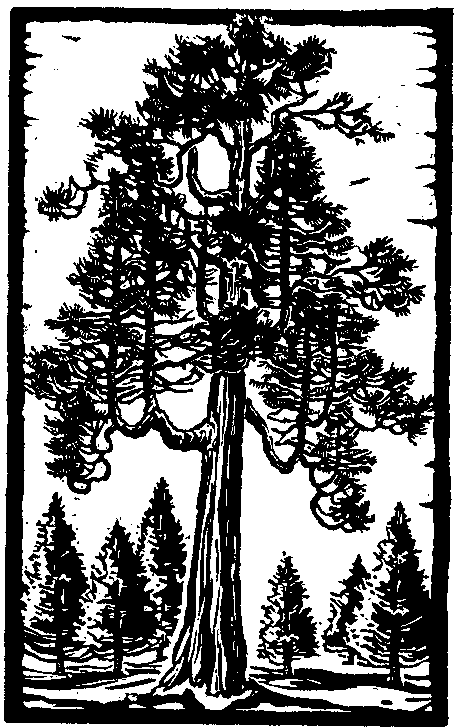 Incense Cedar Tree