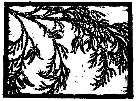 Incense Cedar Cones