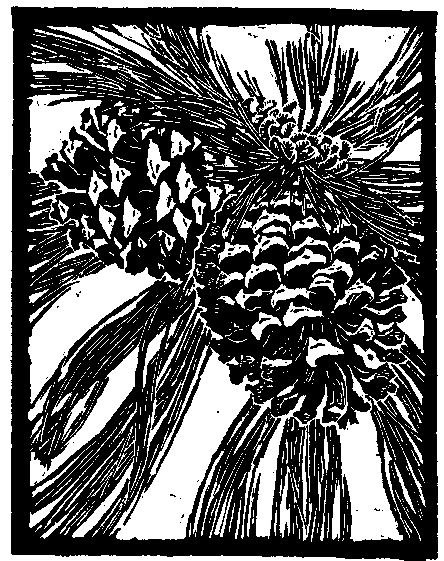 Jeffrey Pine Cones. Slightly Less Than 1/2 Natural Size